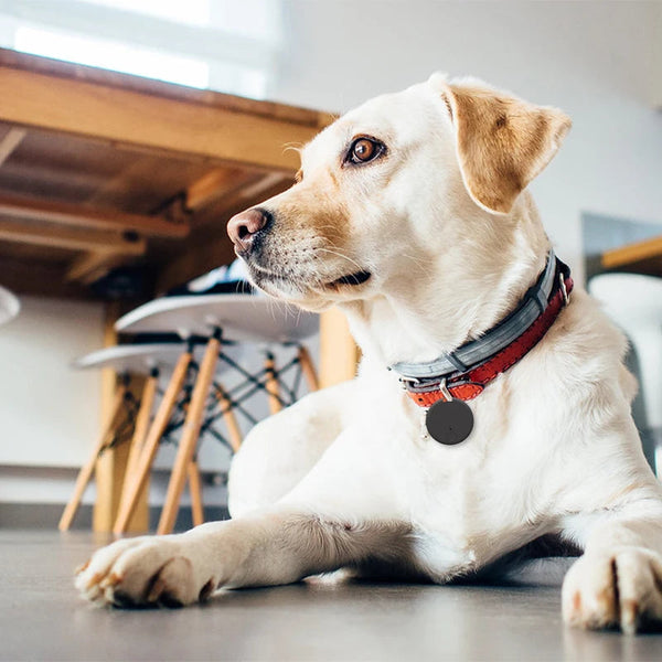 Mini GPS para pets - Pet Tracker